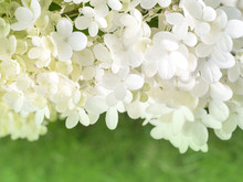 Many Small Flowers Of White Hydrangea On A Green Background.