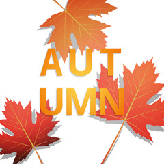 Wall Mural - autumn. background with autumn typography and realistic maple leaves. autumn banner for sale, ad, pr