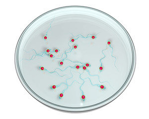 Wall Mural - Spermatozoans in Petri dish, concept of artificial fertilization, 3D illustration