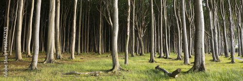 Fototapeta Gespensterwald, Ostseebad Nienhagen, Ostseeküste, Mecklenburg-Vorpommern, Deutschland