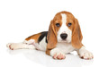 Beagle puppy posing on white background