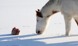 Fototapeta Psy - a present for the horse, cute paint horse looking at a wrapped christmas present lying in fresh snow
