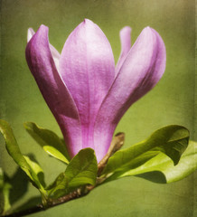 Wall Mural - Magnolia