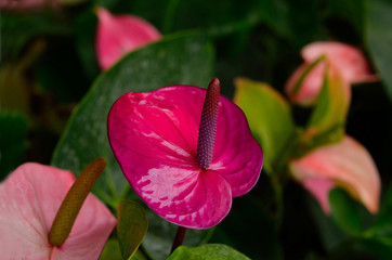 Wall Mural - Flamingo Flower