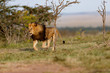 Running big Lion Lipstick scares other young Lions out of his territory in Masai Mara, Kenya