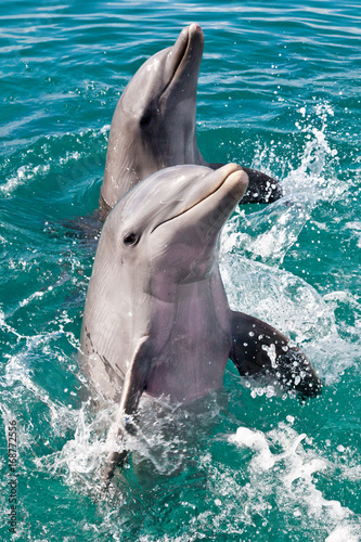 Dekoracja na wymiar  delfiny-u-wybrzezy-curacao