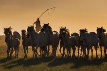 Mongolian White Wild Horses Running On The Endless Grasslands