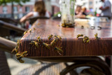 Fototapeta Sawanna - Wasps in a cafe