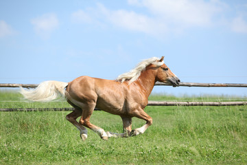 Amazing haflinger running on pasturage