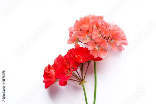 Cuadros en Lienzo Pelargonium, garden geranium, zonal geranium Flowers on white (selective focus i