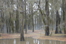 Caddo Lake State Park Texas In Late Winter