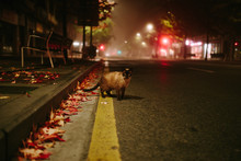 Cat Crossing The Road In A Foggy Night