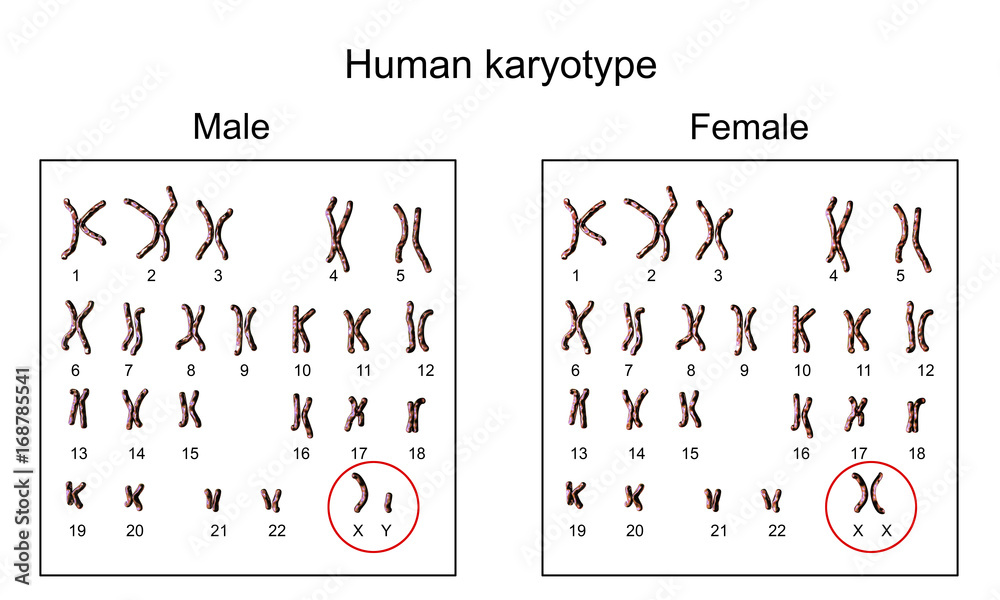 Human chromosomes. Male and female karyotype, 3D illustration