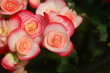 close up begonia have white and red and pink color have copy space for put text