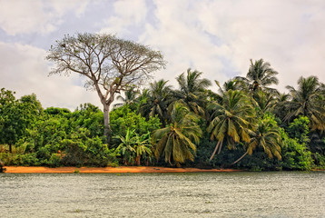 African landscape. Stylish bare tree and palm trees with water and sky in background. Beautiful African nature.