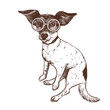 Vector illustration of a hand drawn jack russell terrier dog in glasses