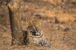 leopard resting in early morning light at jhalana forest reserve, jaipur, india