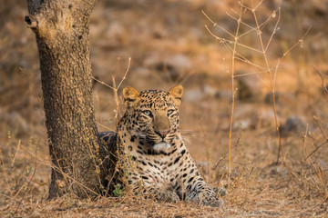 leopard resting in early morning light at jhalana forest reserve, jaipur, india