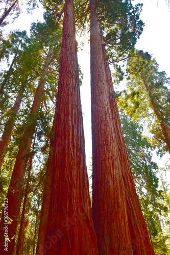 Fotografija  Giant Huge Sequoia Trees