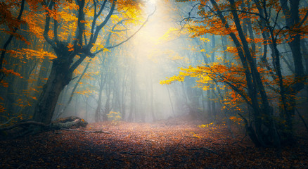 Wall Mural - fairy forest in fog. fall woods. enchanted autumn forest in fog in the morning. old tree. landscape 