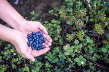 Handful Of Blueberries