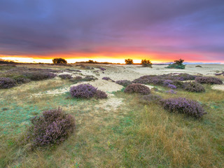 Wall Mural - Dots of Heath Hoge Veluwe National Park Holland