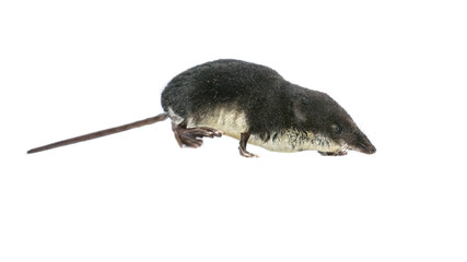 Poster - Eurasian Water shrew on white background