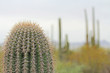 Close up of a saguaro cactus with blurred background copy space in Saguaro National Park near Tucson, Arizona, USA.