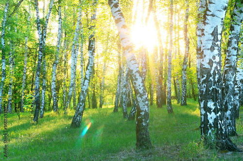 Birch Grove. Dawn in the forest. Sun rays.