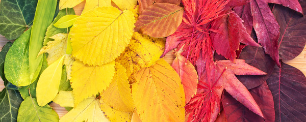 Wall Mural - still life photo of a rainbow of colorful autumn leaves in fall, panoramic autumnal foliage nature b