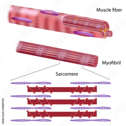 Fotografia, Obraz  Structure of a skeletal muscle fiber