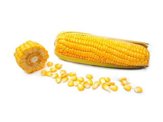 Fresh corn on white background