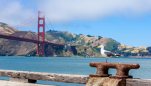 Seagull At Pier And Golden Gate Bridge In San Francisco, California, USA