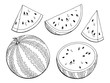 Watermelon graphic black white isolated sketch illustration vector