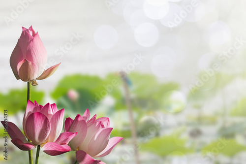 Fotografie, Obraz Pink lotus flowers on blurred lotus leaves in lake with soft bokeh background