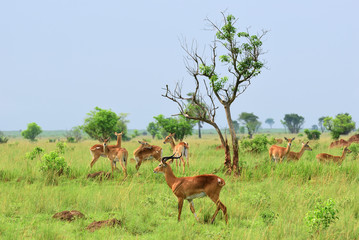 Wall Mural - antelopes reedbuck, uganda, africa