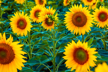  Sunflower field