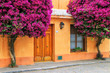 Bougainvillea trees growing by the house in historic quarter of Colonia del Sacramento, Uruguay