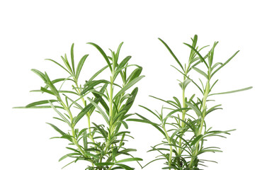 Wall Mural - Fresh rosemary leaves on white background