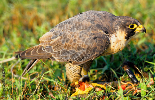Falco Pellegrino Buy This Stock Photo And Explore Similar