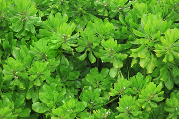 Canvas Print - Beautiful green plant outdoors