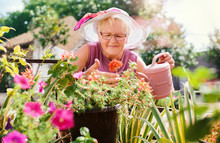 Senior Woman Working In Her Garden With A Plants. Hobbies And Leisure