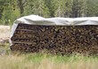 Waldlichtung - mit einer Plane abgedeckter Holzstapel 