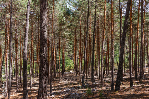 Bosque de Pino silvestre, albar. Pinus sylvestris. Sierra de la Culebra, Zamora, España. © LFRabanedo