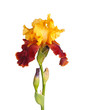 Stem with yellow and burgundy iris flower isolated on white