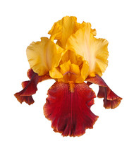 Yellow And Burgundy Iris Flower Isolated On White
