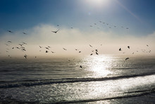 Many Pelicans Flying Above The Ocean With Fog