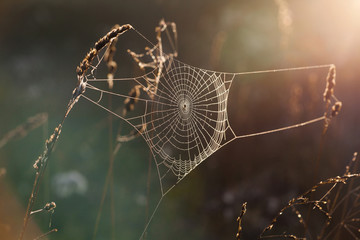 Spider Webs in Morning Sun