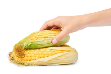 Fresh corn in Women Hand isolated on white background