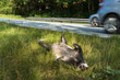 Dead badger killed by car, car driving in background horizontal image